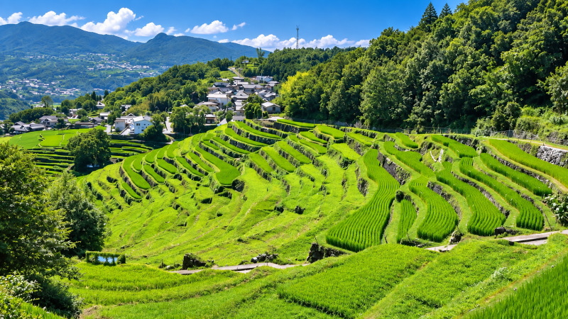 中山千枚田