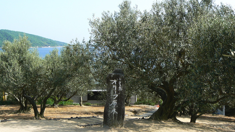 日本最古のオリーブ原木